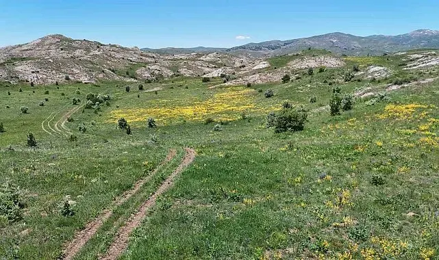 Güzelliğiyle doğaseverleri mest ederken, şifasıyla hastalara umut oluyor