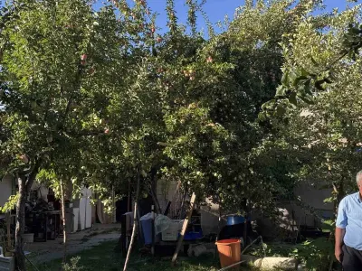 Sivas'ın Tescilli Gürün Ayvaniye Elmasında Hasat Başladı: 6 Ay Boyunca Tazeliğini Koruyor