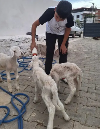Manisa'da Üçüz Doğuran Sakız Koyununun Sevimli Yavruları Biberonla Besleniyor