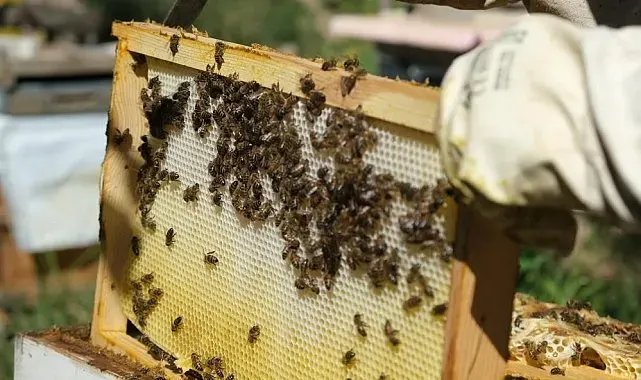 40 dereceyi gören havalarda arılar için tedbir çağrısı