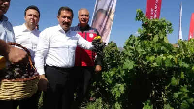 Hatay'da Bereketli Bağ Bozumu Başladı: 85 Bin Ton Üzüm Bekleniyor