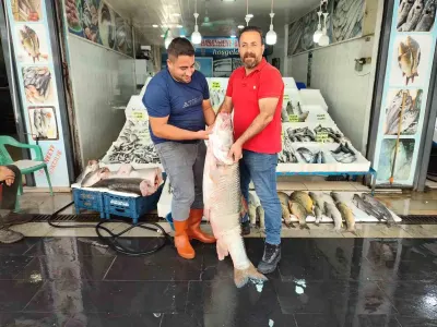 Batman’da Dev Turna Balığı Tezgahlarda: 1,5 Metre Uzunluğunda ve 69 Kilogram!
