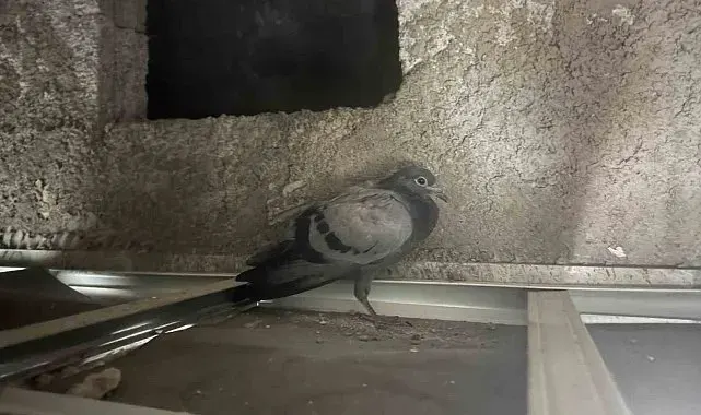 Asma tavanda mahsur kalan güvercin kurtarıldı