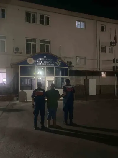 Aydın Kuyucak'ta Ormanlık Alanda Kenevir Yetiştiren Şüpheli Suçüstü Yakalandı