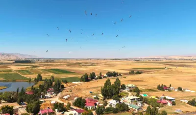 Muş Ovası'nda Leyleklerin Göç Öncesi Enerji Depolama Telaşı