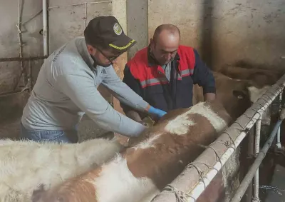 Aydıntepe'de Büyükbaş Hayvanlar İçin Şap Aşılama Kampanyası Hız Kesmeden Devam Ediyor
