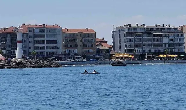Marmara'nın sürpriz misafirleri: İki yunus teknenin yanında görüntülendi
