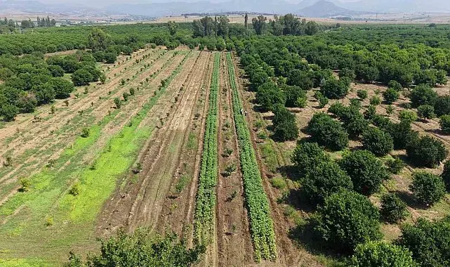Kozan'da bamya hasadı başladı, tarlada kilosu 150 TL