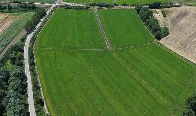 Edirne'de çeltiğe su bereketi: Rekolte 400 bin tonu aşacak