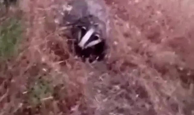 Batman'da porsuk görüntülendi