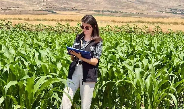Şuhut'ta yem bitkileri ekili alanlarda saha çalışmaları devam ediyor