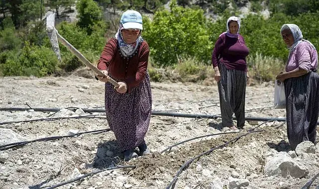 Mersin'de atalık 'Leklek' fasulyesi yeniden toprakla buluştu