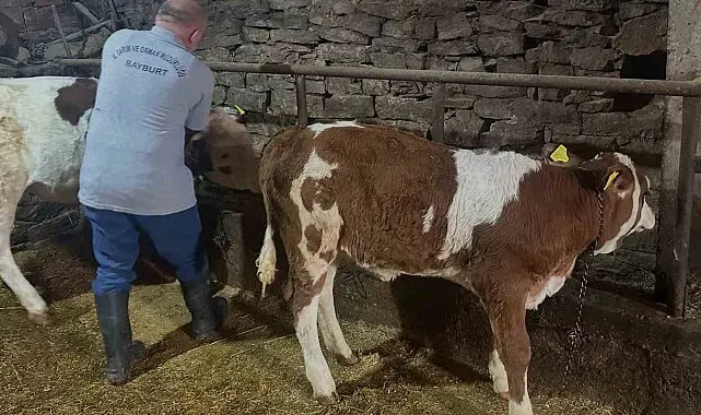 Aydıntepe'de 6 köyde daha buzağı küpeleme ve aşılama çalışmaları tamamlandı