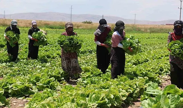 Konya'da marul bolluğu fiyatları düşürdü