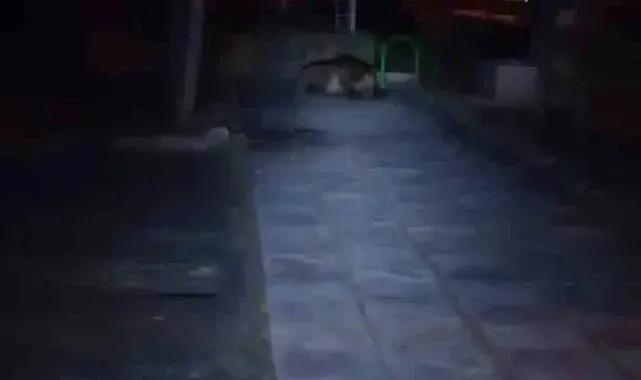 Bolu'da çocuk parkına ayı girdi