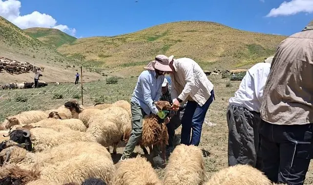 Yüksekova'da hayvanların aşılama ve kimliklendirme çalışmaları sürüyor