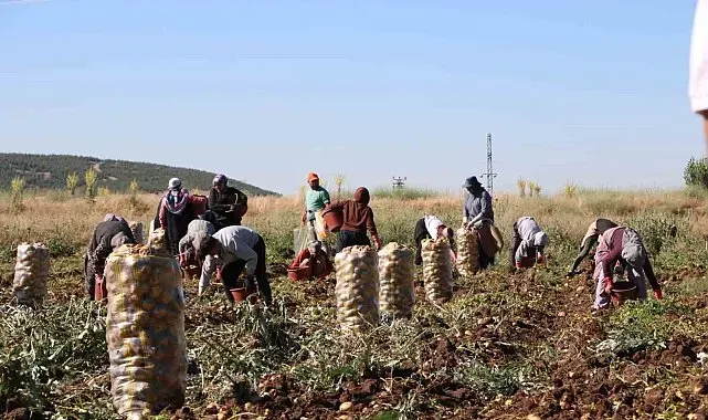 Hasadı başlayan patates fiyatıyla üreticilerin yüzünü güldürdü