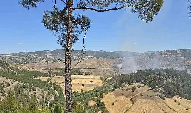 Dursunbey'de orman yangını