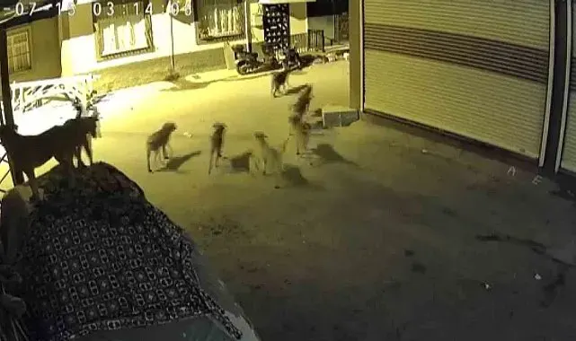 Sürü halindeki köpeklerden korkan kedi, pencere demirine tırmandı