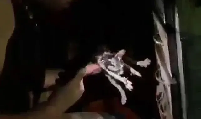 Yangında mahsur kalan kedi itfaiye ekiplerince kurtarıldı