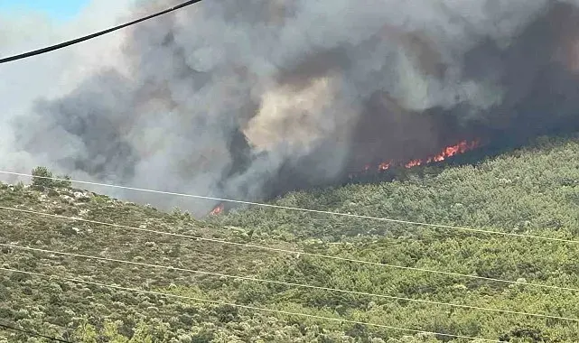 Milas'ta orman yangını