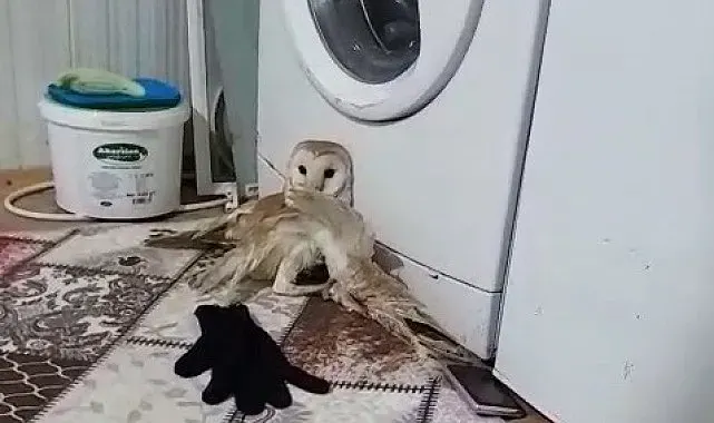 Yaralı baykuş tedavi altına alındı