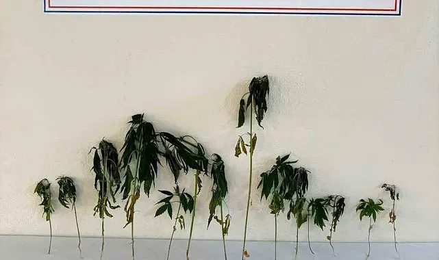 Kırşehir'de bahçeye ekili kenevir ele geçirildi