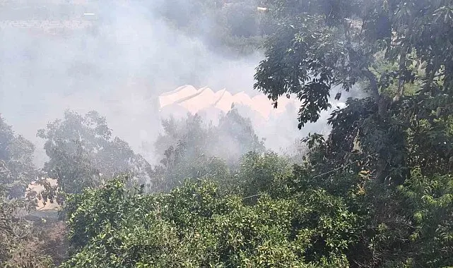 Alanya'da avokado bahçelerinin bulunduğu zirai alanda yangın
