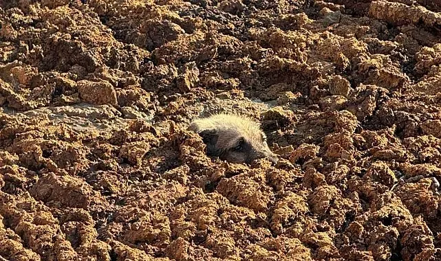 Köpeği gübre çukurunda boğulmaktan son anda kurtardılar