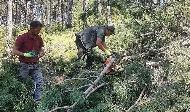 Kütahya'da karaçam ormanları için "Bol Tohum Yılı" müjdesi