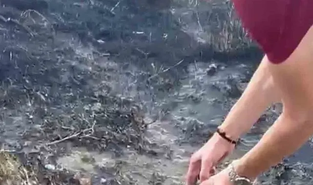 Alevlerin arasından kurtardıkları kaplumbağayı serinlettiler