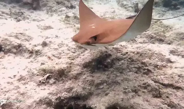 Atlantik kökenli inek burunlu vatoz Akdeniz'de ilk kez görüntülendi