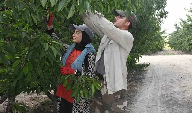 Yozgat'ta dev kiraz bahçesinde hasat mesaisi