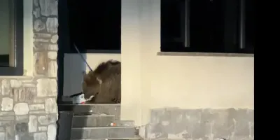 Sarıkamış’ta Evin Avlusuna Giren Bozayı Vatandaşı Araçta Mahsur Bıraktı