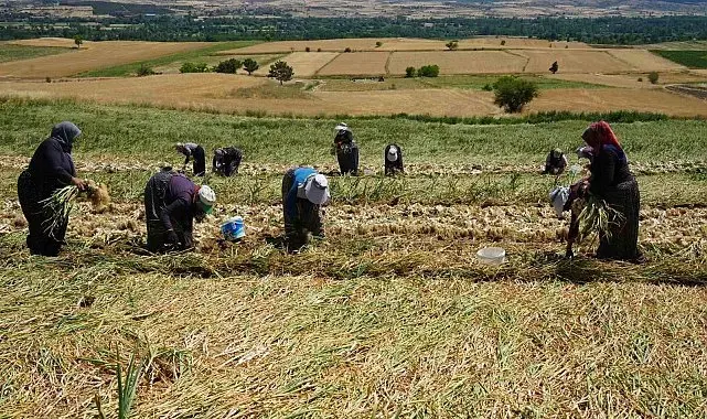 Sarımsak tarlalarının kadın emekçileri: Sıcak altında tüm gün çalışıyorlar