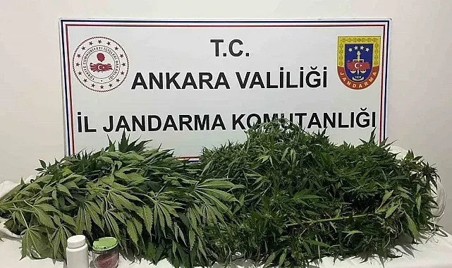 Ankara'daki narkotik operasyonunda 150 kök kenevir ele geçirildi