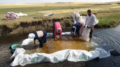Erzincan'da Geleneksel Kış Hazırlığı: Buğdayın Tarladan Değirmene Zorlu ve Keyifli Yolculuğu