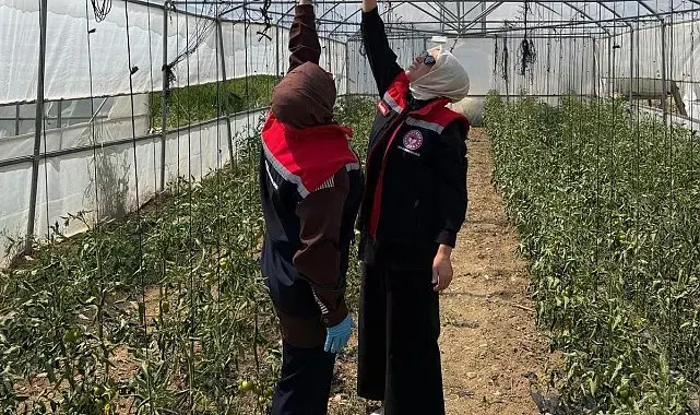 Bayburt'ta domates güvesine karşı mücadele sürüyor