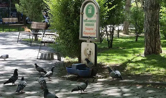Susayan onlarca güvercin, köpekler için konulan suyu içti