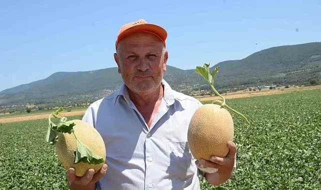 Bilecik'in ünlü Medetli kavununun hasadı başladı