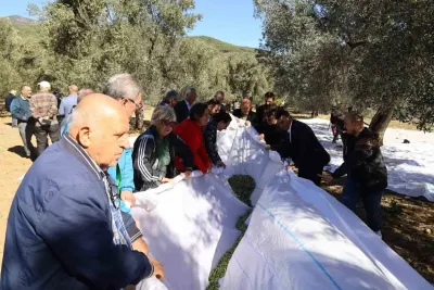 Edremit Körfezi'nin Altın Mirası İçin 3. FestOlive Başlıyor