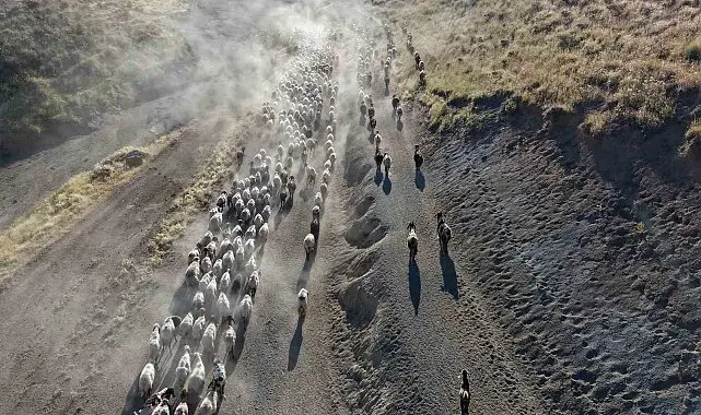Koyun sürülerinin tozlu yolculuğu görsel şölene dönüşüyor