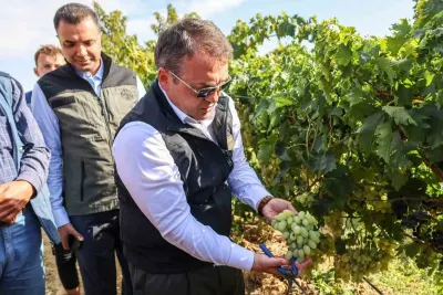 Bilecik'te Üzüm Bereketi Başladı: Binlerce Dekar Alanda Hasat Heyecanı