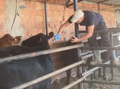 Aslanapa'da Büyükbaş Hayvanlar İçin Şap Aşısı Kampanyası Hız Kesmeden Devam Ediyor