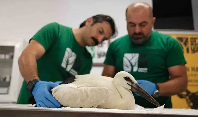 Öksüz leylekler kanat çırpmayı bekliyor