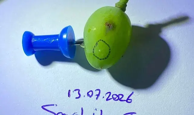 Sarıgöllü üzüm üreticilerine kritik uyarı
