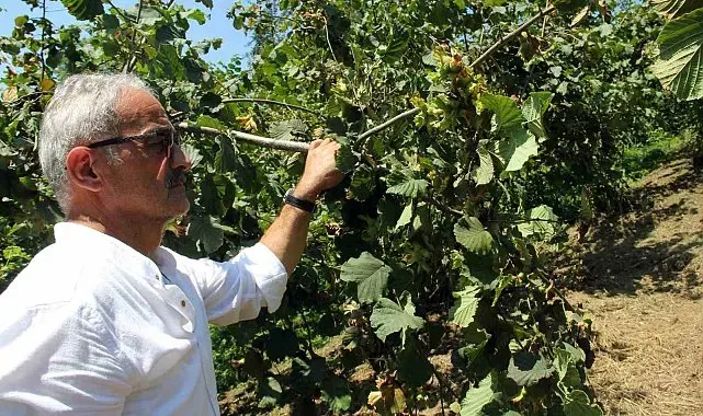 Fındıkta yeni hasat sezonu öncesi fiyatlar geriledi, gözler alım fiyatında