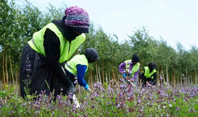 Erzurum'da toprağın altı da üstü de hazine: Şifa Bahçeleri kapılarını açıyor, yapay trüf ormanı tesis edildi