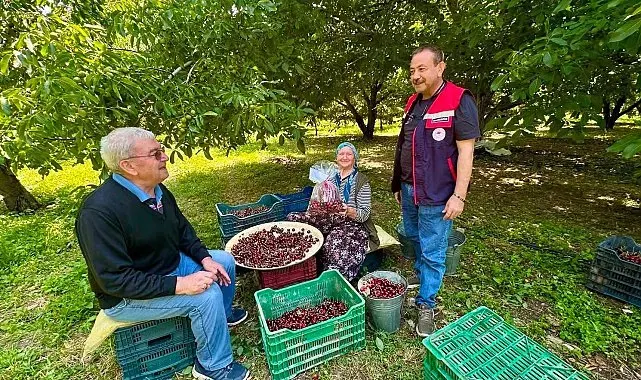 Kiraz bahçelerinde hasat öncesi pestisit denetimi