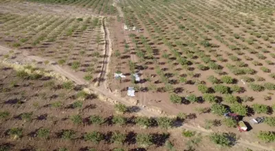 Siirt'te 'Yeşil Altın' Fıstıkta Hasat Sezonu Başladı: Rekoltede Düşüş Var